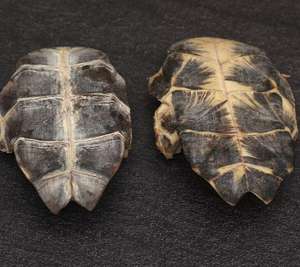 Plastrón de Tortuga Seco Entero Natural Gui Ban para Hierbas, Adelgazamiento, Té Saludable a Granel - Product Image 2