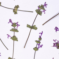 Rumput Henbit Deadnettle Dengan Cabang, Paket Campuran Seri, Untuk Scrapbooking, Resin Epoksi, Tanaman Alami, Ramah Lingkungan