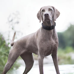 <span class=keywords><strong>Collar</strong></span> Ajustable y Resistente para Perro, Diseño Táctico de Doble Capa de Poliéster con Hebilla Moderna para Perros Grandes y Medianos - Product Image 3