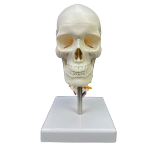 Modelo de Cráneo de 2 Partes con Vértebras Cervicales y Cerebro - Herramienta Educativa de Anatomía - Product Image 4