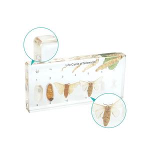 शिक्षण उपकरण के लिए स्पष्ट सिल्कवर्म जीवन चक्र नमूना - Product Image 4
