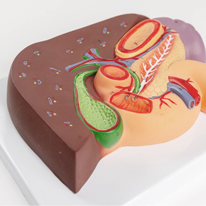 Lever Milt Alvleesklier En Theduodenum Maagmodel 270X200X60 (Mm) Smd05421 - Product Image 5