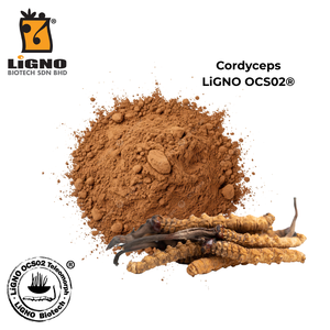 ผงชีวภาพ Ophiocordyceps sinensis LiGNO OCS02 จากผู้ผลิตมาเลเซีย เหมาะสำหรับสูตรอาหารเสริมสำหรับสัตว์เลี้ยง - Product Image 2