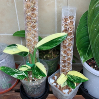 Nouveaux outils de jardin, tige en plastique pour mousse, empilable, support pour plantes grimpantes, tige pour plantes d'intérieur, tige pour plantes rampantes, tige pour mousse