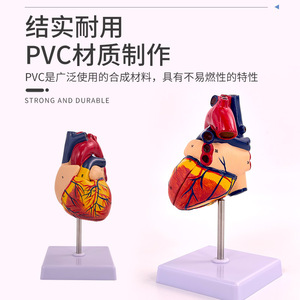 Modèle d'anatomie cardiaque humaine 1:1, modèle d'enseignement médical du cœur naturel grand format amovible pour échographie et échographie Doppler couleur - Product Image 4