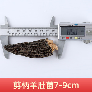 250g Hotsale <span class=keywords><strong>spugnole</strong></span> crude <span class=keywords><strong>spugnole</strong></span> nere per la cottura - Product Image 4