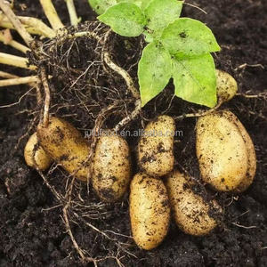New Corps Organic Premium Chips <span class=keywords><strong>de</strong></span> pommes <span class=keywords><strong>de</strong></span> <span class=keywords><strong>terre</strong></span> fraîches cueillies à la main provenant des meilleures pommes <span class=keywords><strong>de</strong></span> <span class=keywords><strong>terre</strong></span> à éplucher - Product Image 2