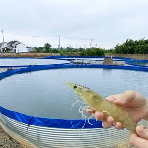 Bassin d'élevage commercial de tilapias, structure en acier galvanisé, revêtement en PVC, bassin rond pour aquaculture intensive en recirculation (<span class=keywords><strong>RAS</strong></span>) - Product Image 2