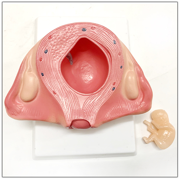PVC Fetus Uterus Human Anatomical Teaching Models For Practice Teaching