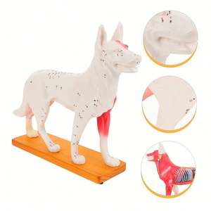 KyrenMed köpek akupunktur Model beyin 72 puan köpek akupunktur noktası modeli veteriner akupunktur hayvan anatomik modelleri - Product Image 4