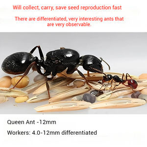 סדנת חוות חיות המחמד של טירת הנמלים מאפשרת תצפית קלה על ההתרבות של קן נמלים מבטון בעל קיבולת גדולה - Product Image 6