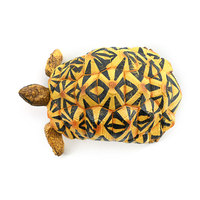 Modèle de tortue reptile en PVC massif, simulation d'assemblage, best-seller transfrontalier, ornements pour aquarium, tortue étoile indienne, aménagement paysager