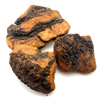 Champignons Chaga Sauvages Naturels, Morceaux de Chaga de Bouleau, Inonotus Obliquus, Champignons Séchés pour Boissons à Base de Plantes, Thé, Matière Première, Vente en Gros en Vrac