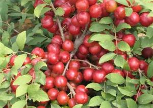 Poudre de cerise chinoise soluble dans l'eau en gros, poudre de fruits naturelle enrichie en calcium, approvisionnement en vrac - Product Image 5