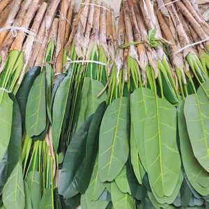 ต้นกล้วยประดิษฐ์พลาสติกในร่ม ราคาถูก สูง 180 ซม. 6 ฟุต ต้นไม้ประดับตกแต่งบ้าน ต้นกล้วยบอนไซ ต้นไม้ประดิษฐ์ - Product Image 1