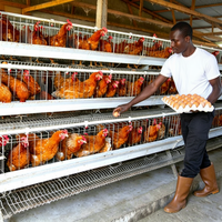 Système de cages à poules pondeuses durables, équipement d'élevage avicole commercial, cages en batterie multi-niveaux pour la production d'œufs