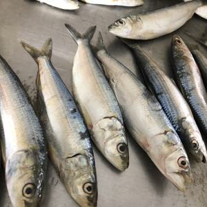 Direto da fábrica 125g cantou sardinas no molho de tomate - Product Image 5