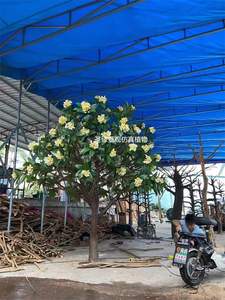 Albero di Banyan Artificiale in Fibra di Vetro, 3 Metri di Altezza, 60cm di Diametro, Grande Albero Decorativo Artificiale per Arredamento Alberghiero - Product Image 5