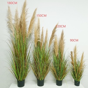 Pianta di Erba della Pampa in Vaso, Alta, Ornamentale <span class=keywords><strong>per</strong></span> Interni, Esterni, Matrimoni e Decorazioni Paesaggistiche - Product Image 6