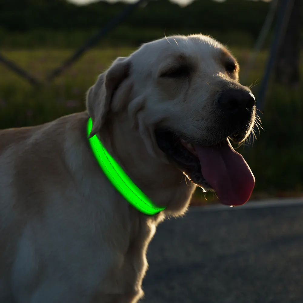 Best Selling Products Waterproof Night Safety Glow Up Collar USB Rechargeable Led Flashing Nylon Dog Collar