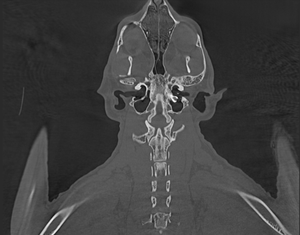 เครื่องเอกซเรย์คอมพิวเตอร์สแกนเนอร์ (<span class=keywords><strong>CT</strong></span> <span class=keywords><strong>Scan</strong></span>) รุ่น IN-VCT03 สำหรับโรงพยาบาลสัตว์ 16 32 64 128 สไลซ์ ใช้ในโรงพยาบาลสัตว์สำหรับสัตว์เลี้ยง - Product Image 4