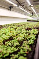 Kit de démarrage intelligent pour micro-légumes d'intérieur série UFM, système hydroponique vertical prêt à l'emploi pour fleurs comestibles et semis