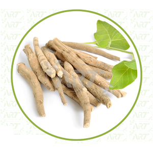 Raíces de Ashwagandha de calidad superior para el alivio del estrés natural, soporte energético y bienestar Ayurvédico con propiedades potentes - Product Image 5