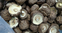 Gefreeze-droogde shiitake-paddenstoelen in blokjes, kant-en-klaar