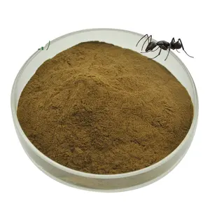 Polyrhachis蚂蚁提取物黑蚂蚁粉末黑蚂蚁提取物50:1