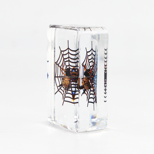 Artesanía de resina hecha a mano, espécimen de araña de insecto real, resina de cristal, modelos de colección de especímenes de animales naturales - Product Image 5