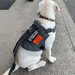 刺繍入りサービスドッグ用ハーネス装飾パッチ（フックアンドループ式）「撫でたり、気を散らしたりしないでください」 - Product Image 5
