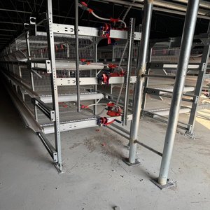 אוטומטי h-סוג הנחת תרנגולת סוללה מיצרן מהימן עבור חקלאות עופות ב enegal - Product Image 5