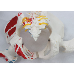 Modèle naturel de l'origine et des points d'insertion des muscles attachés à l'os occipital des grandes plaquettes vertébrales - Product Image 1