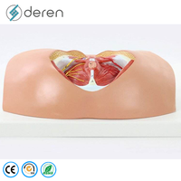 Modelo de entrenamiento de sutura perineal femenina de PVC suave con estructuras detalladas para práctica de episiotomía y educación en obstetricia
