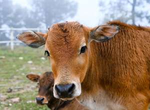 Additifs pour l'alimentation des vaches et des chèvres, prémélange de produits de santé animale pour améliorer l'immunité, poudre de conservateur d'acides aminés, qualité alimentaire pour animaux - Product Image 4