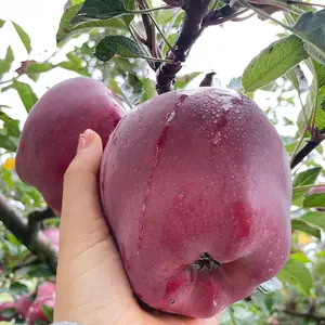 Китай свежие красные вкусные фрукты huaniu apple