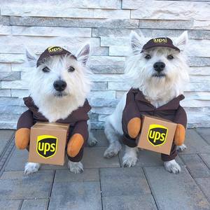 Disfraz de UPS para Mascotas, Traje de Transformación para Perros de Razas Medianas y Grandes, Ropa Divertida de Invierno con Accesorios en Caja, Paquete Marrón UPS - Product Image 5