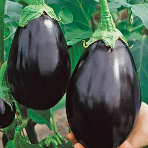 Graines de Aubergine Hybride F1 Black Beauty Qualité Supérieure Rendement Élevé Graines de Brinjal Moon Star Origine Pakistan - Product Image 1