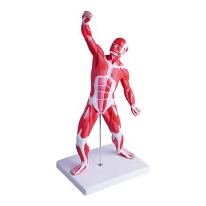 Modelo de Maniquí Anatómico, Torso de Cuerpo <span class=keywords><strong>Humano</strong></span> con Músculos y <span class=keywords><strong>Esqueleto</strong></span>, <span class=keywords><strong>para</strong></span> Educación Médica y Ciencia, Impreso a Color - Product Image 1