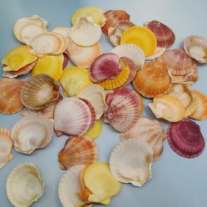 Pequeñas almejas coloridas naturales para manualidades, decoración del hogar - Product Image 1