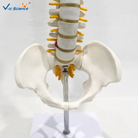 Modèle anatomique pour écoles de médecine : Vertèbre occipitale, bassin, tête fémorale, nerf spinal – PVC écologique certifié CE VicScience