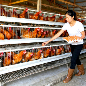 Nueva <span class=keywords><strong>Jaula</strong></span> Larga de Acero Galvanizado de 4 Niveles para Cría de Gallinas Ponedoras y Aves de Corral (120, 128, 160 Aves) - Product Image 1