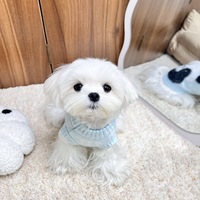 Pull en tricot à pois Panda pour chat, vente en gros, vêtements pour chat