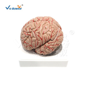 Vic Education : Modèle d'anatomie des artères cérébrales et des nerfs, Neurochirurgie grandeur nature - Product Image 1