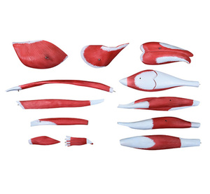 13 phần Kích thước cuộc sống Mô hình giải phẫu người mô hình cơ chân để nghiên cứu cơ bắp của con người chân y tế Giải Phẫu Cơ bắp chân mô hình - Product Image 2