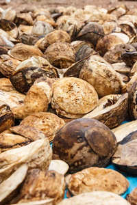 ยางธรรมชาติเกรดอุตสาหกรรมสีน้ำตาลแบบอัดแท่งจากเวียดนาม ผงสำหรับขึ้นรูป คุณสมบัติทนทานต่อการสึกหรอและการเสื่อมสภาพ เหมาะสำหรับยานยนต์และเครื่องใช้ไฟฟ้าภายในบ้าน - Product Image 6