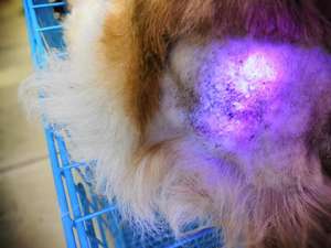 Equipo de Diagnóstico Dermatológico Avanzado para Mascotas en Clínicas Veterinarias - Product Image 4