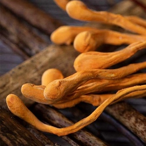 Flor <span class=keywords><strong>de</strong></span> Cordyceps Dorada <span class=keywords><strong>de</strong></span> Primera Calidad, Flor Natural <span class=keywords><strong>de</strong></span> Cordyceps Militaris Amarilla, Cordyceps <span class=keywords><strong>Cabeza</strong></span> <span class=keywords><strong>de</strong></span> Leopardo, Hongo Comestible Puro - Product Image 4