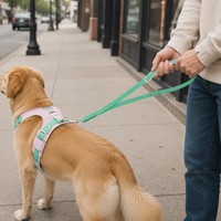 Harnais et laisse réfléchissants anti-traction tendance pour chien, ensemble respirant en maille rembourrée, gilet de sport en polyester solide pour petits/moyens/grands chiens