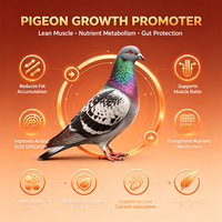 Poudre de renforcement musculaire pour pigeons de course 250g, complément alimentaire pour la santé des plumes, minéraux chélatés de lysine, calcium et phosphore